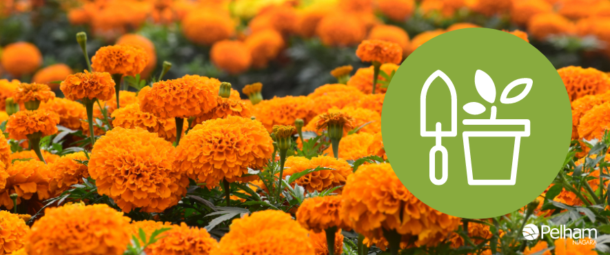 orange flowers with green circle with an icon of garden shovel