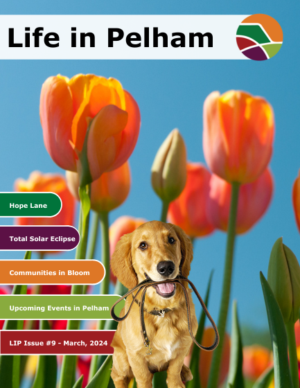 Golden retriever dog holding a leash infront of tulips