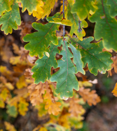 Oak leaves showing wilt