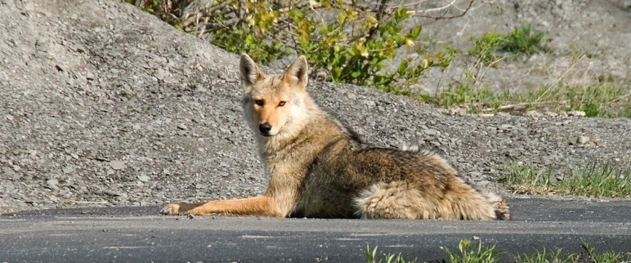 coyote laying down