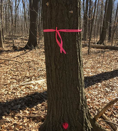 pink ribbon around tree trunk