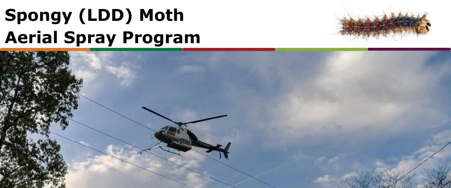 helicopter with spray spongy moth spray program